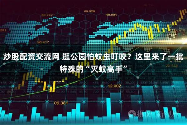 炒股配资交流网 逛公园怕蚊虫叮咬？这里来了一批特殊的“灭蚊高手”